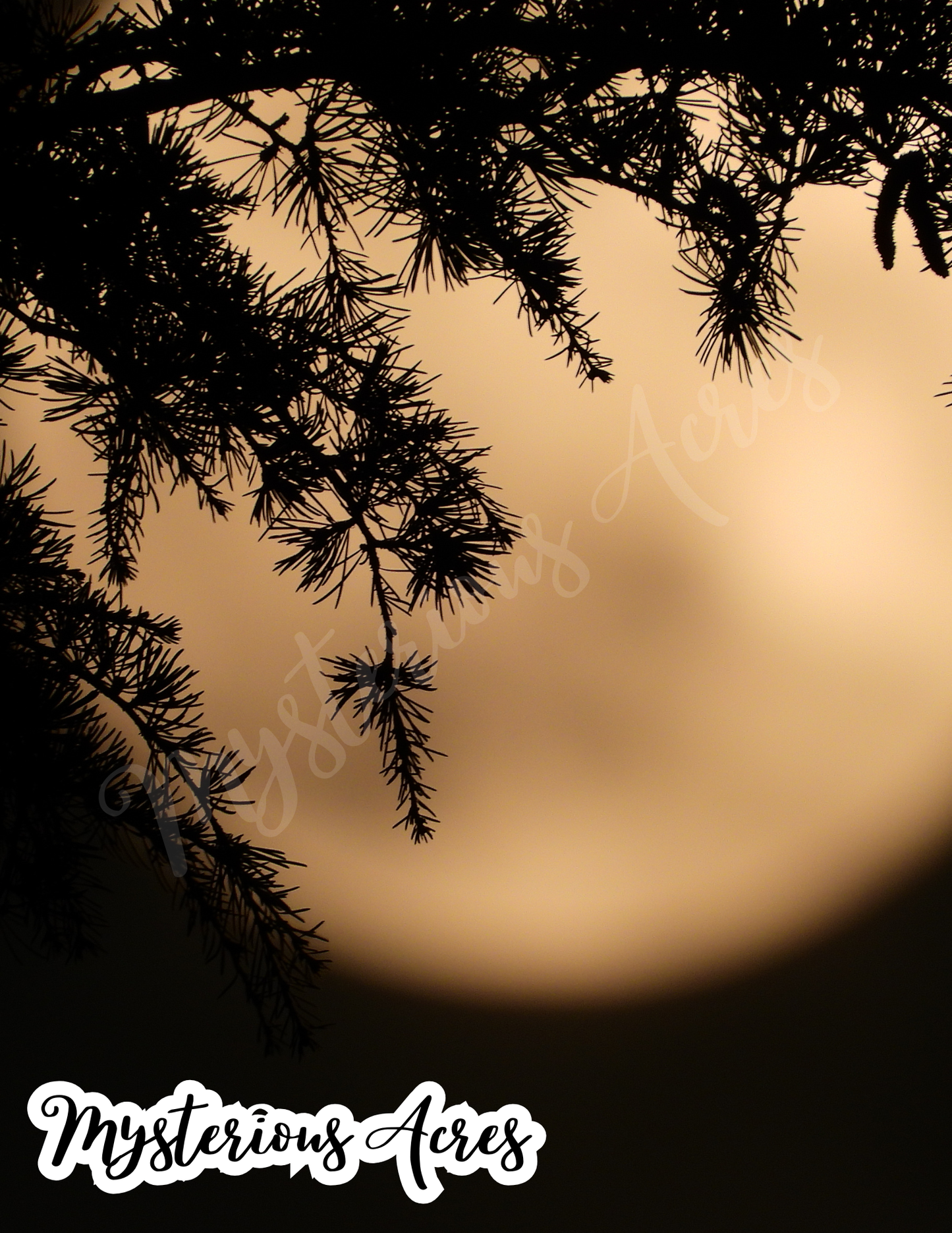 Where the Wolves Howl